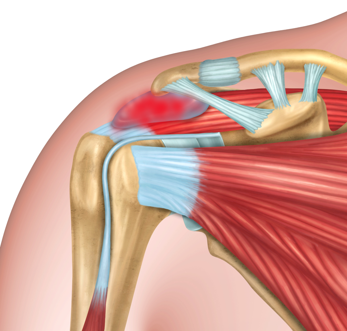 Shoulder Ligament Diagram